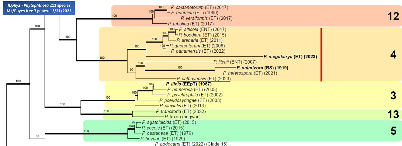    Phytophthora  spp. in Clade 4:  portion of the seven-loci ML phylogeny featuring the type cultures of 212 described species (by T. Bourret). Notice the position of   P. cathayensis  Ex-type CGMCC No.19655 . Gloria Abad, USDA Samp;T.
